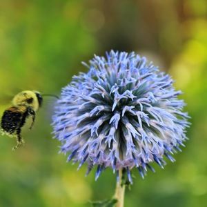 Meet your Posher, Ann